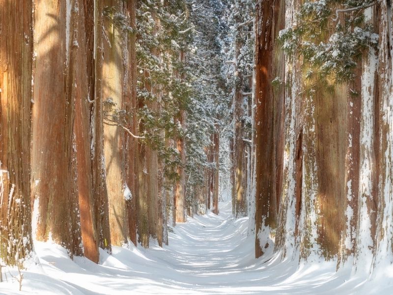 Snow-covered forest path lined with cedar trees