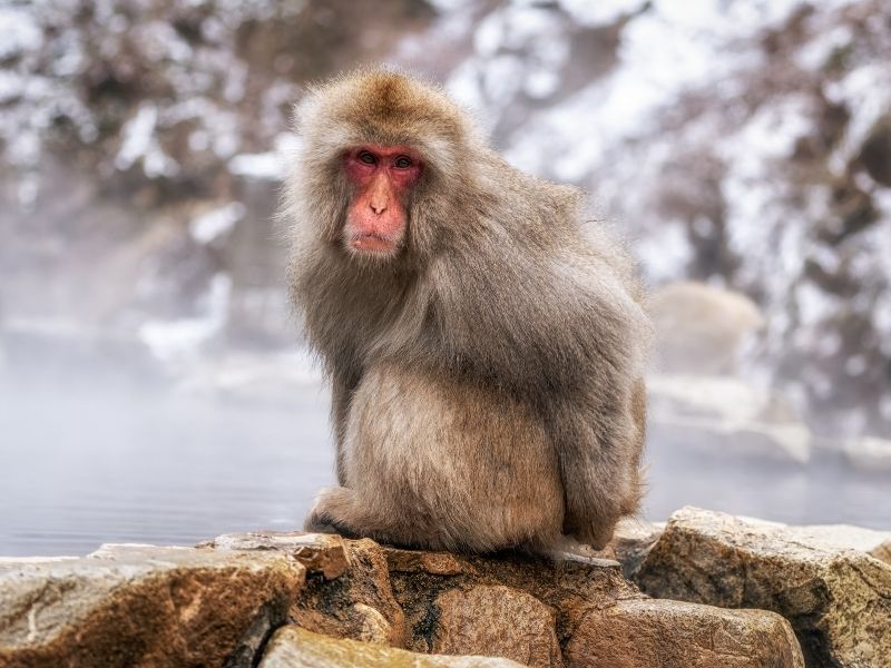 Japanese macaque relaxing in the snow